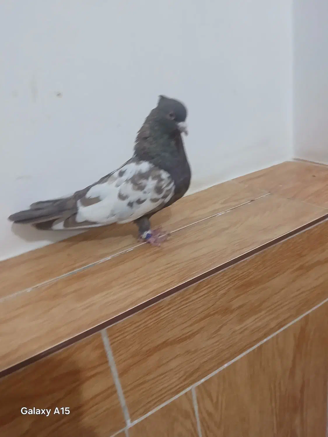 سینه قهوه نر|پرنده|مرودشت, رامجرد یک|دیوار