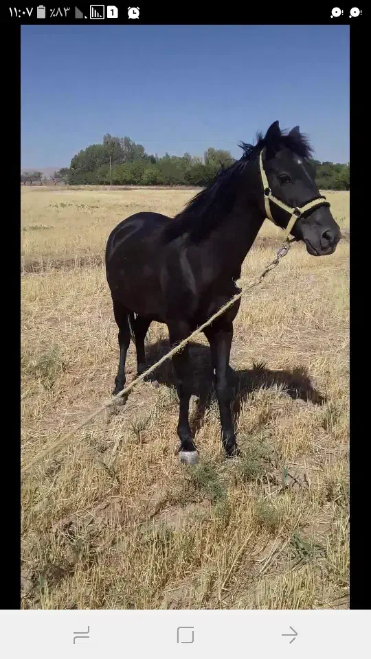 مادیان  ترک درشوری|اسب و تجهیزات اسبسواری|قیدار, |دیوار