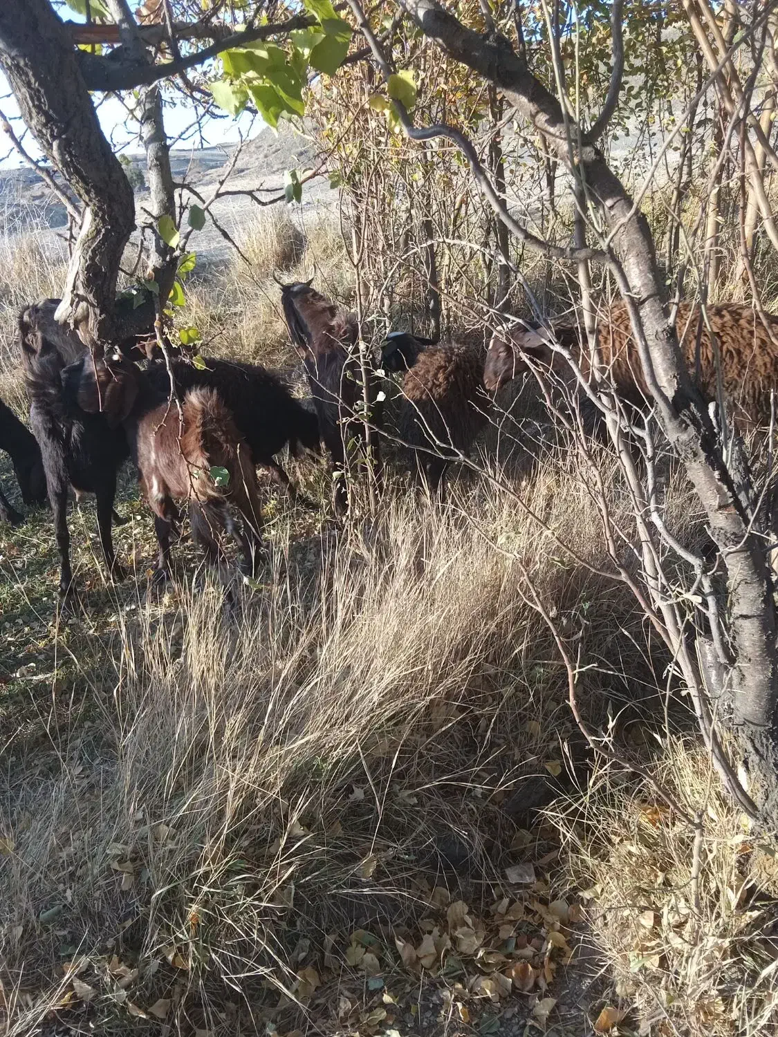 نربزنژدی|حیوانات مزرعه|سربند, |دیوار