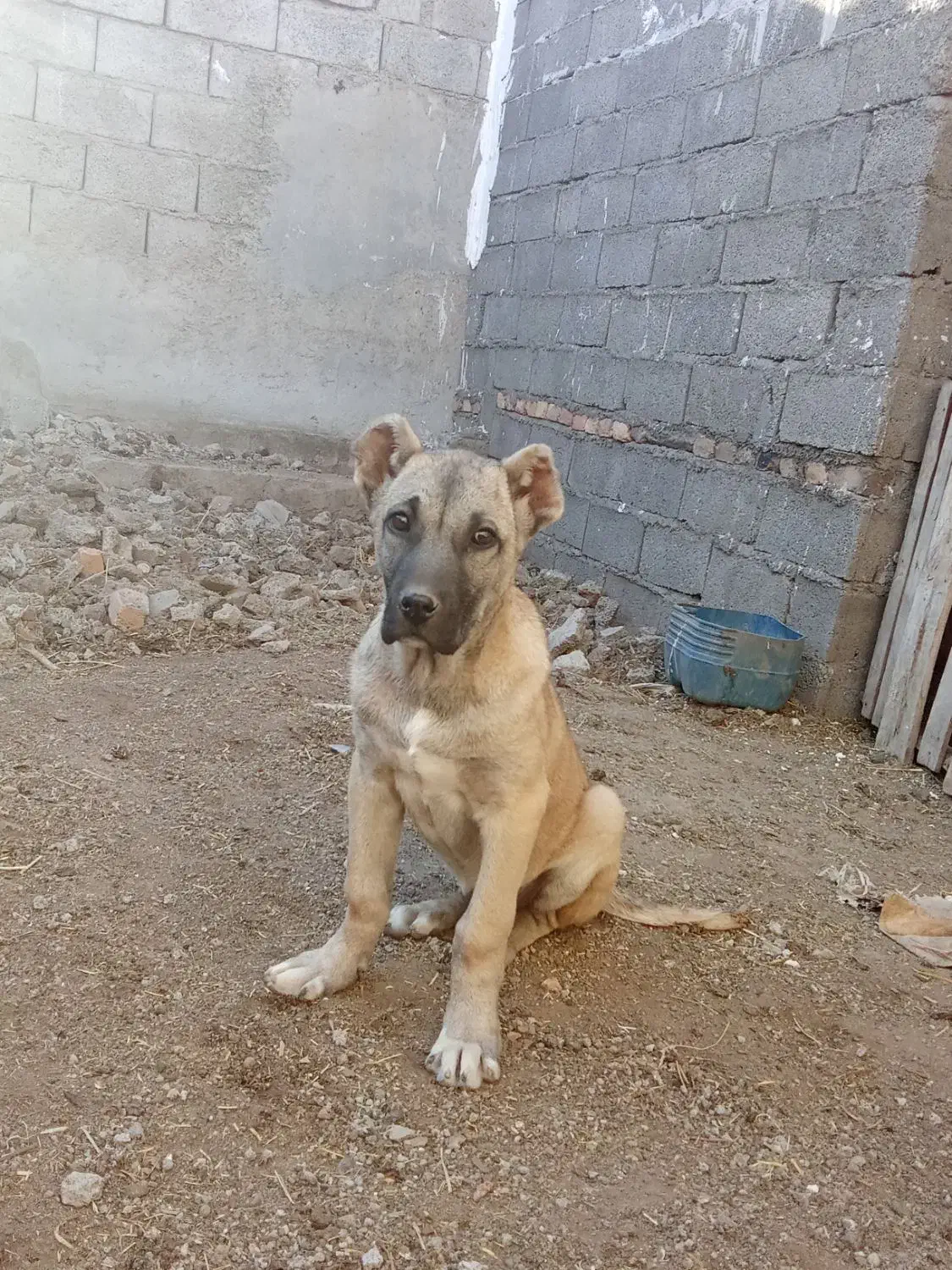 واگذاری توله ماده 3/5 ماهه|سگ|ترکمانچای, |دیوار