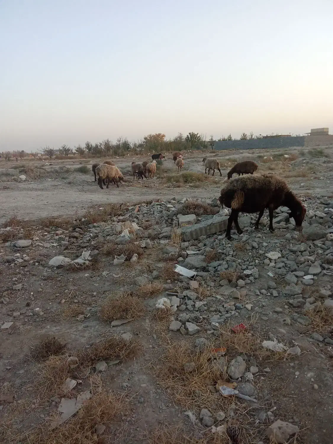 میش زایده ابستن|حیوانات مزرعه|گلبهار, نوبهار|دیوار