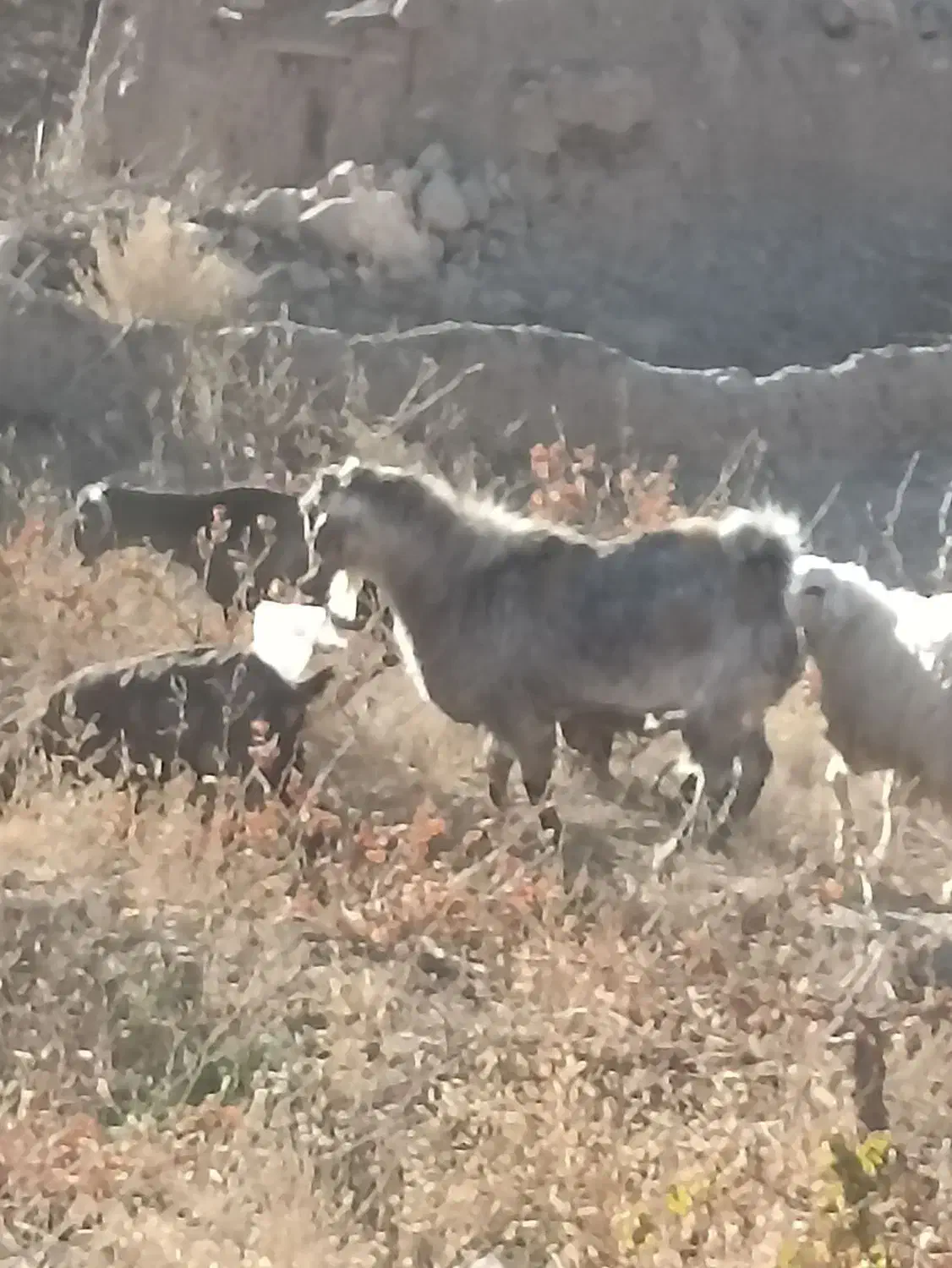 تکه پاکستانی دورگه مخصوص|حیوانات مزرعه|نیمبلوک, |دیوار