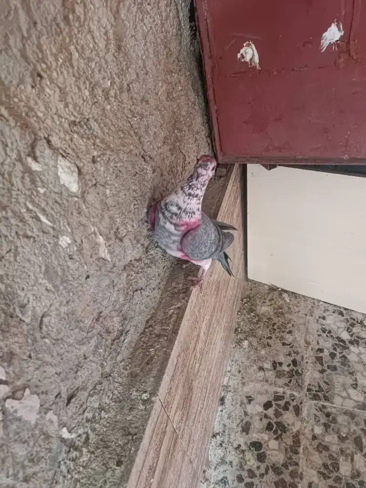 کفتر و کبوتر کوار|پرنده|تهران, میدان میوه و ترهبار مرکزی|دیوار