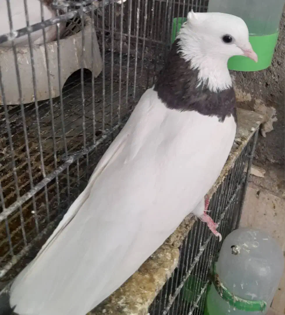 فولادی|پرنده|اندیکا, |دیوار