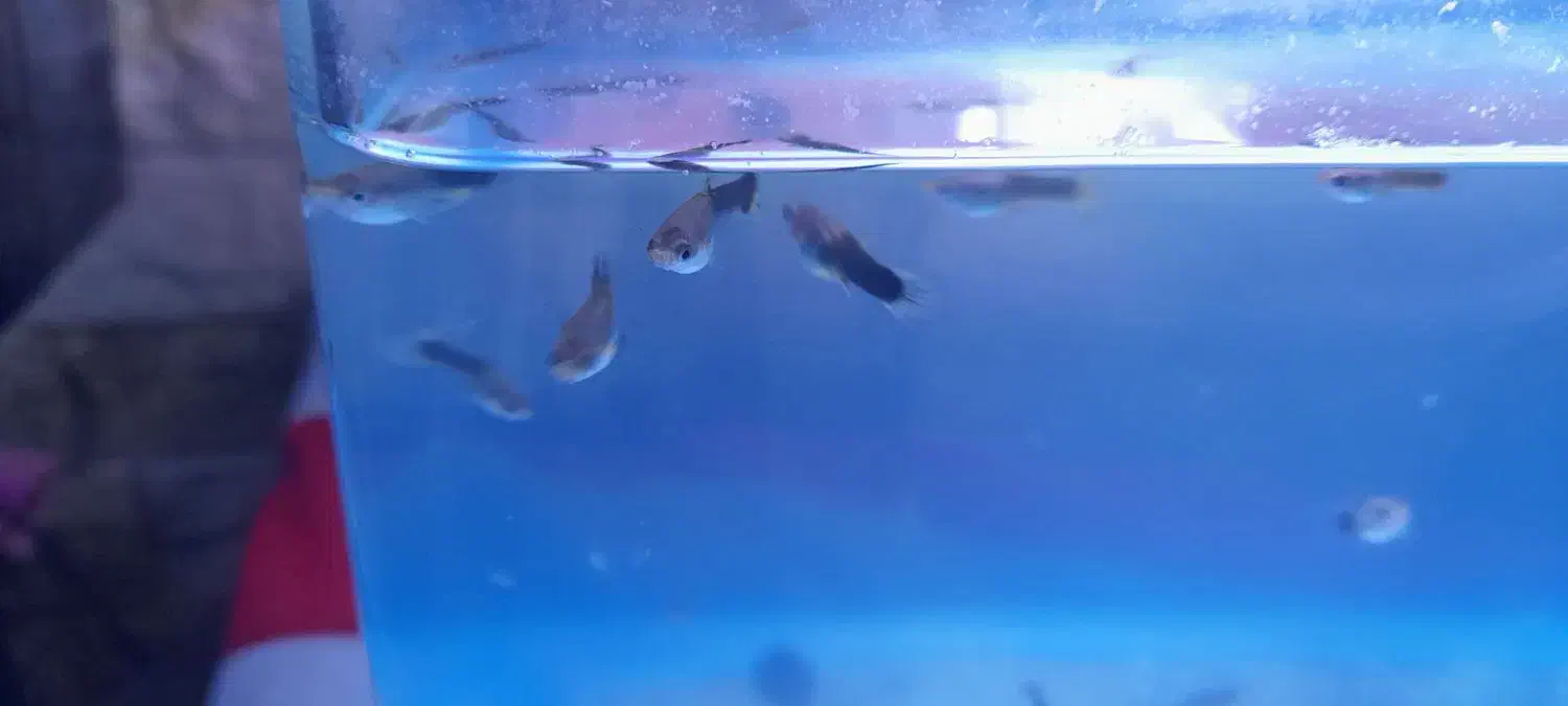 بچه‌گوپی‌|ماهی|تهران, مشیریه|دیوار