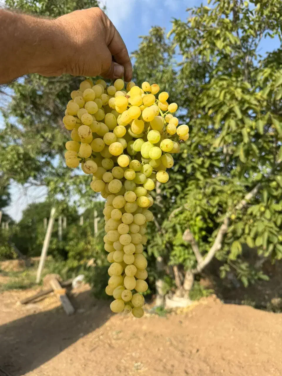 نهال انگور ایرانی و خارجی موجود است|خدمات باغبانی و درختکاری|قوچان, |دیوار