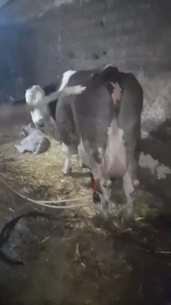 گاو شیری|حیوانات مزرعه|هشترود, |دیوار