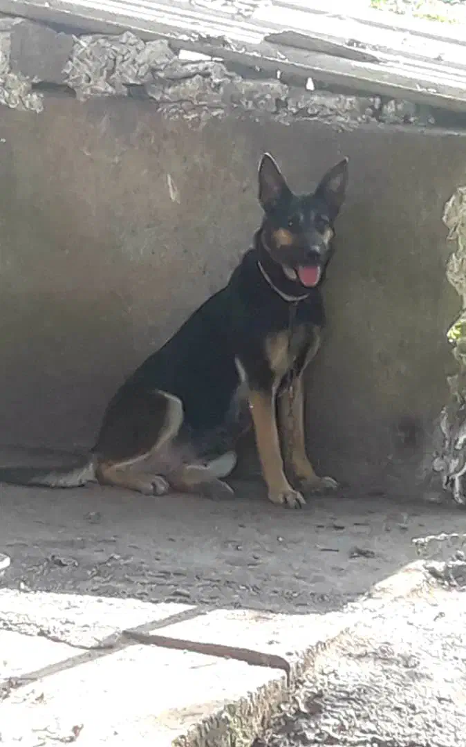 سگ ژرمن ورک ماده  سن دو سال|سگ|سنگر, |دیوار