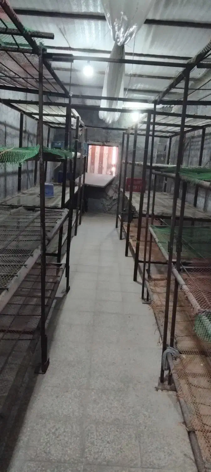 قارچ|ماشین‌آلات صنعتی|تربت‌حیدریه, حاجی یار‎|دیوار