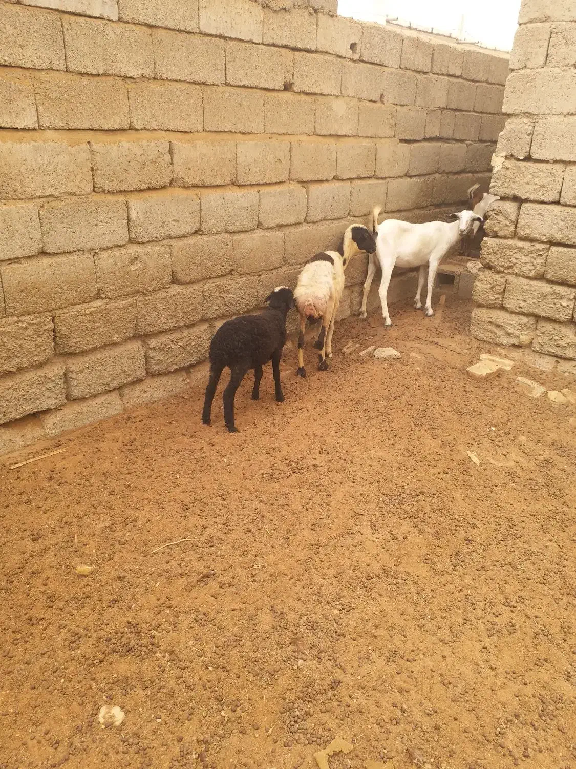 میش جوان با بره|حیوانات مزرعه|تخت, |دیوار