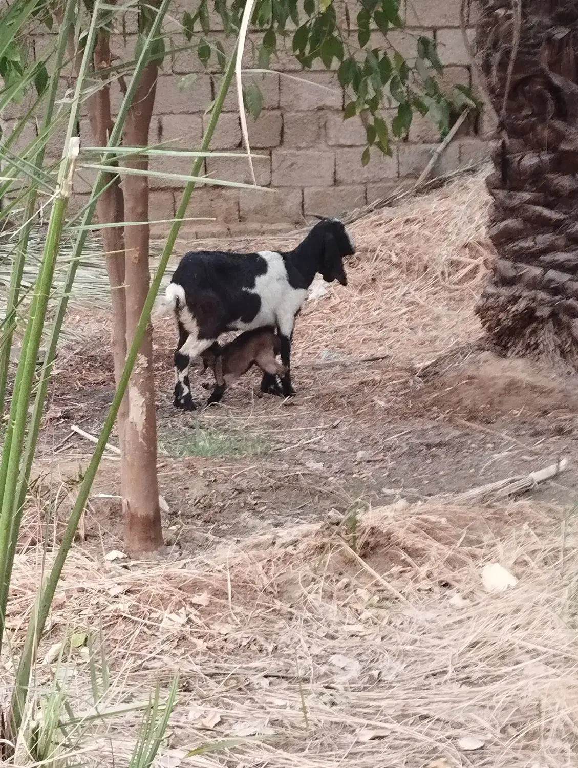 گوسفند وبز|حیوانات مزرعه|چمران, |دیوار