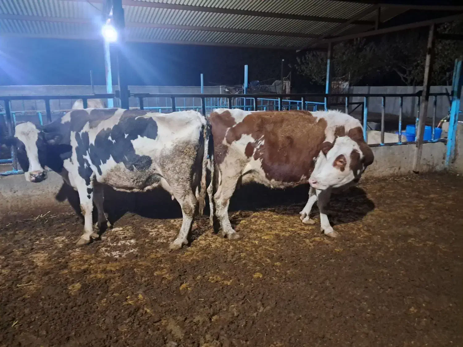 گاو ابستن|حیوانات مزرعه|اقبالیه, |دیوار