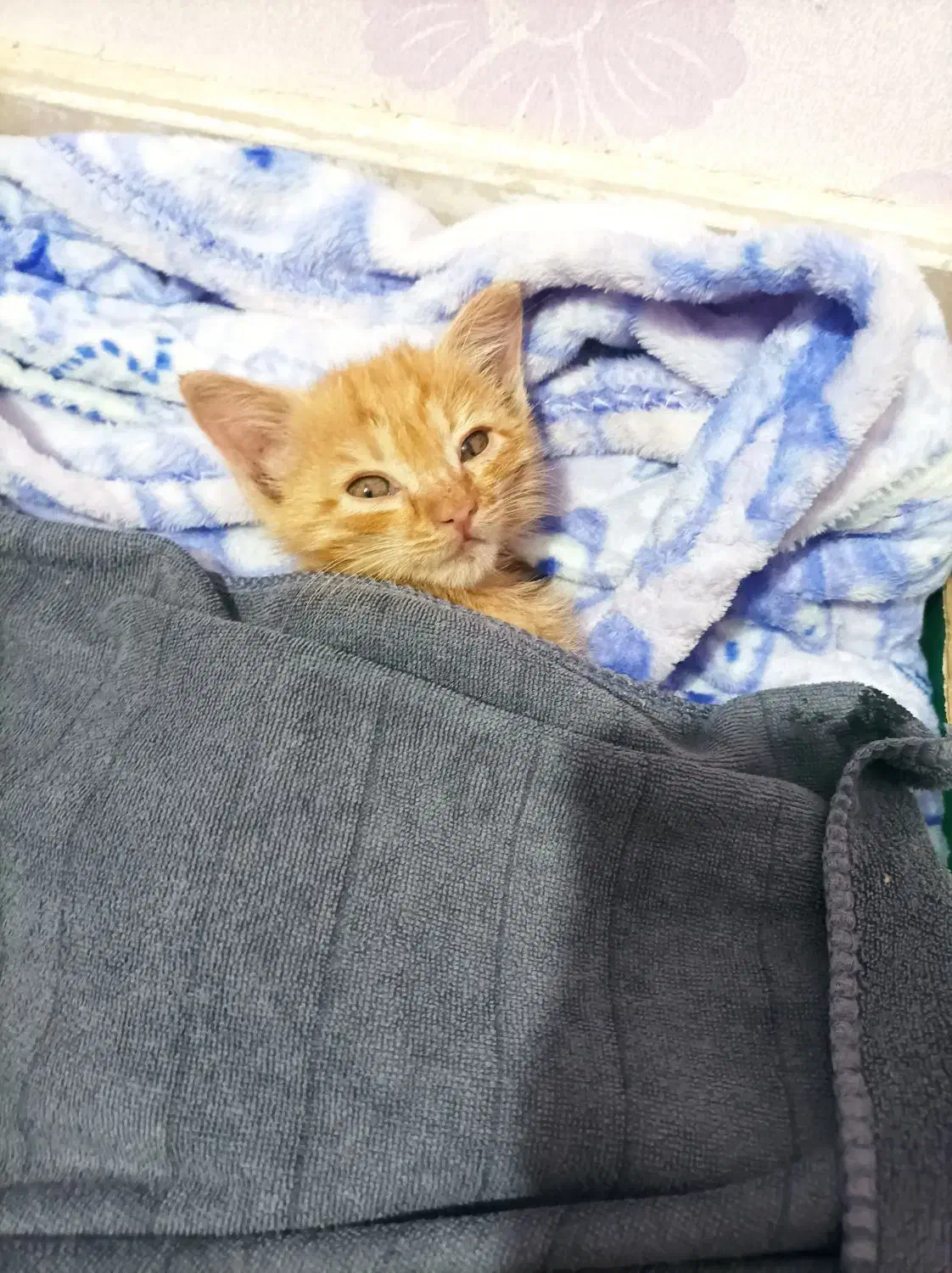 واگذاری گربه|گربه|قم, سنگ بند|دیوار