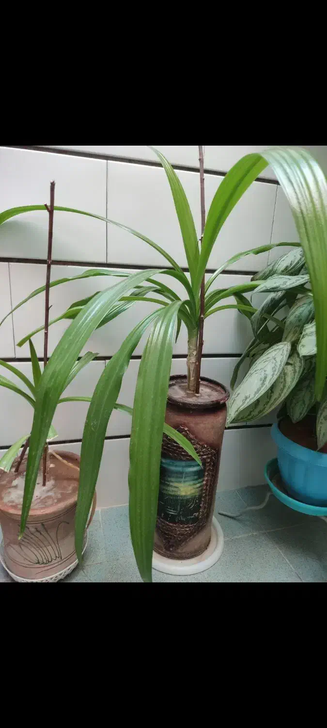 گل دیفن باخیا|گل و گیاه طبیعی|شهرکرد, |دیوار