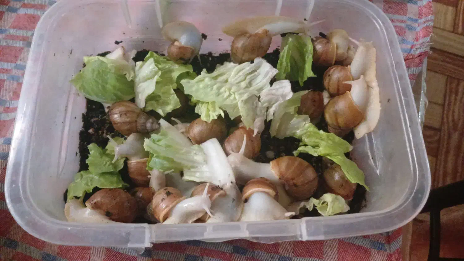 حلزون پرورشی|خزنده|قزوین, |دیوار