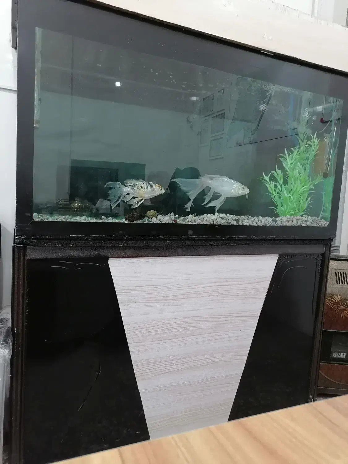 آکواریوم|ماهی|فرخشهر, |دیوار