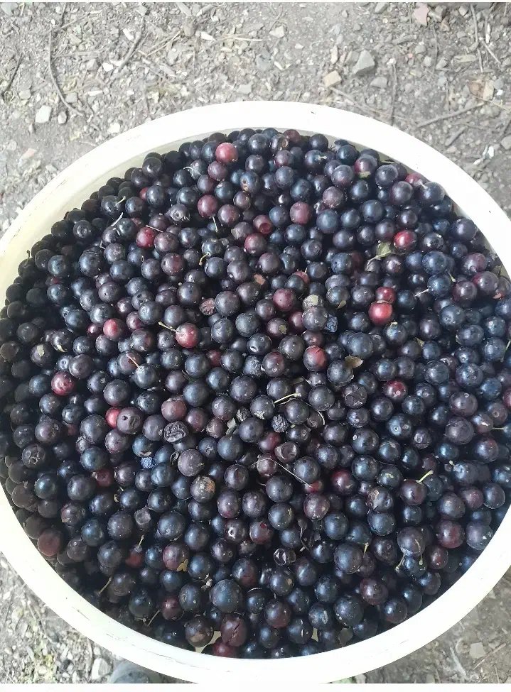 رب الوچه ملس وترش|خوردنی و آشامیدنی|رشت, باهنر|دیوار