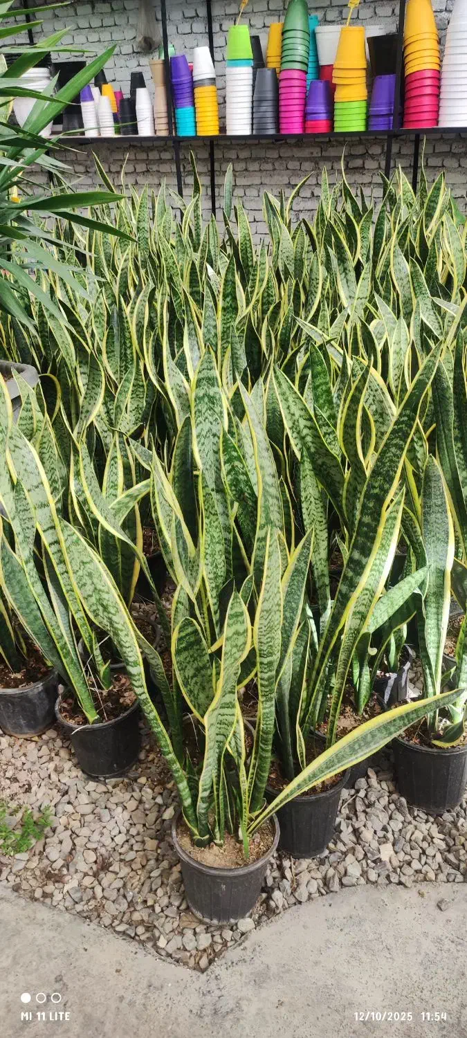 انواع گلهای اپارتمانی|گل و گیاه طبیعی|ورامین, ورامین|دیوار