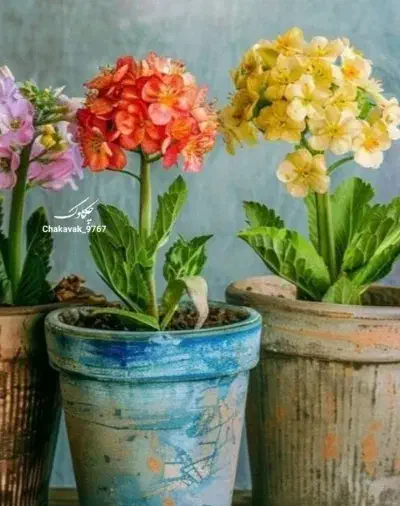 استخدام در گل‌فروشی  (گلدیث سابق) برای تکمیل کادر|استخدام هنری و رسانه|زنجان, |دیوار