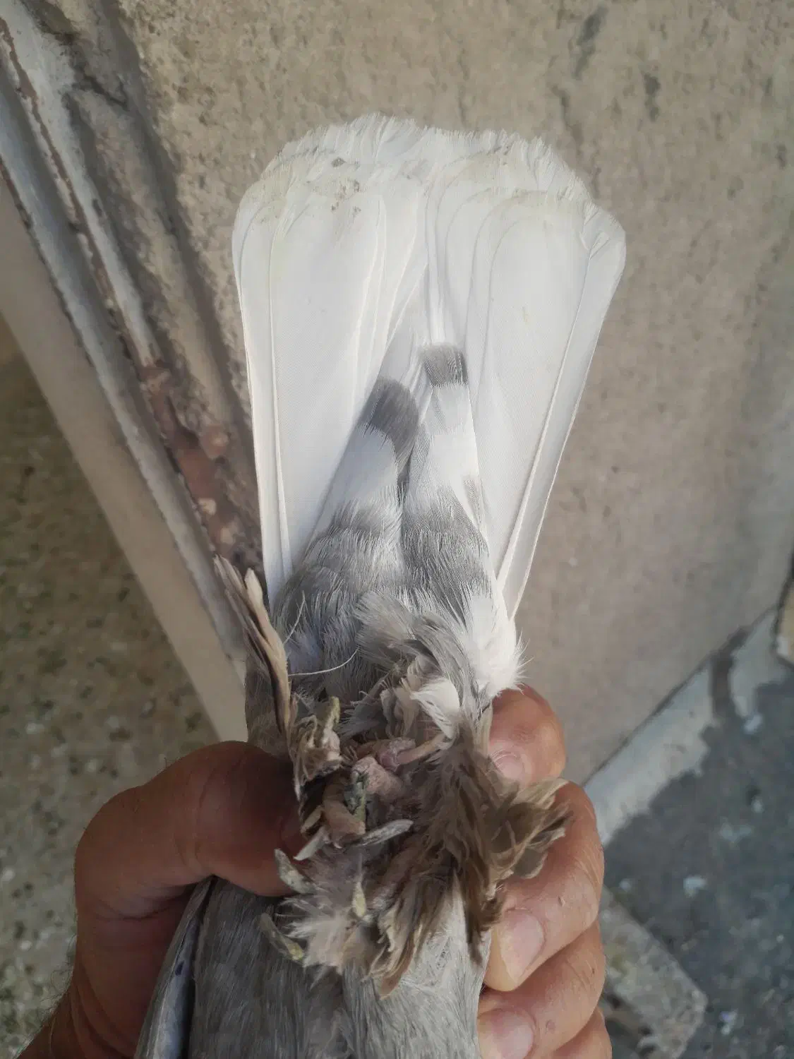 کبوتر فروشی|پرنده|شیراز, شهرک رضوان|دیوار