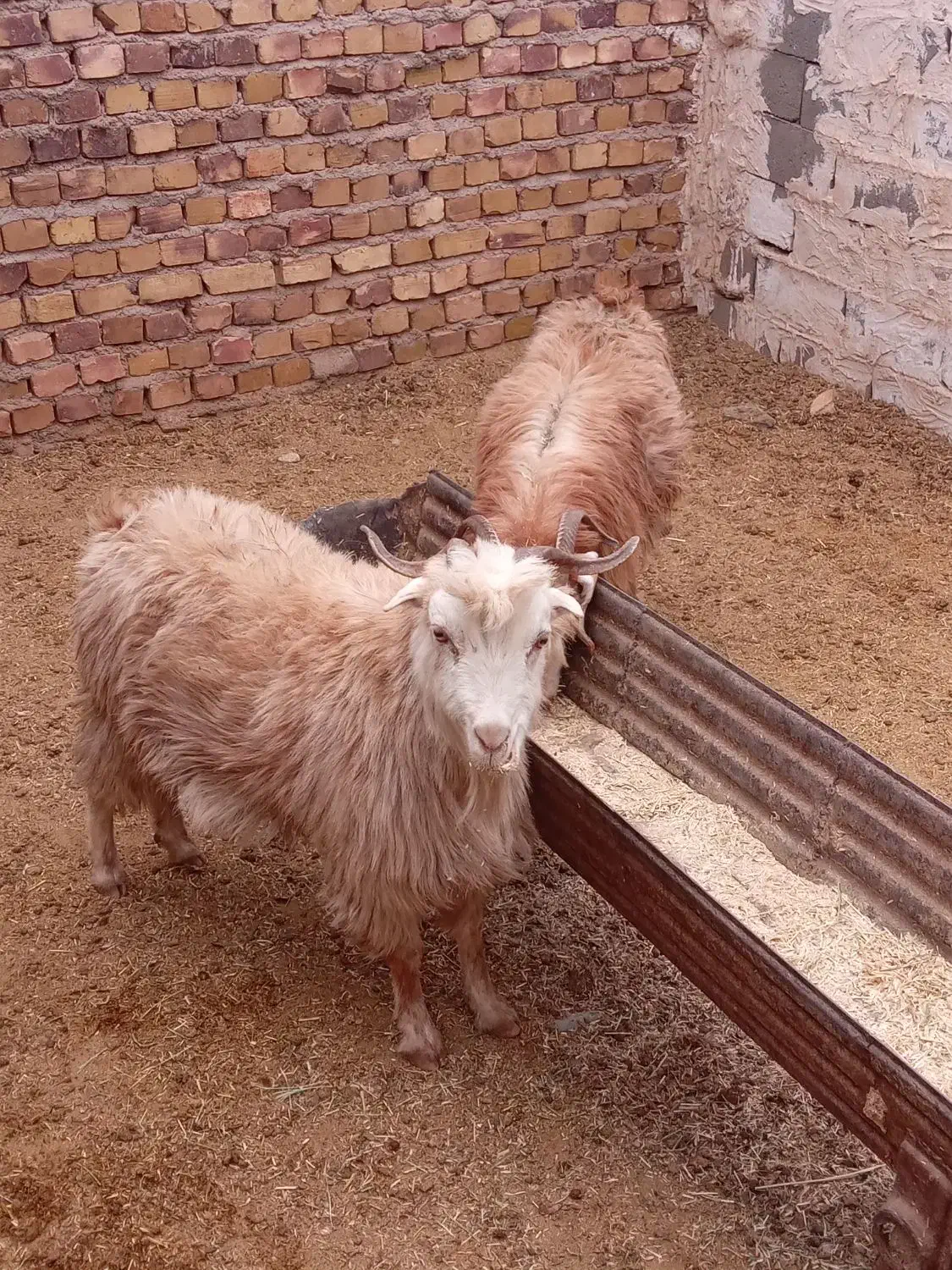 بز جوان دانه ۵۲۰۰|حیوانات مزرعه|تربت جام, معدآباد|دیوار