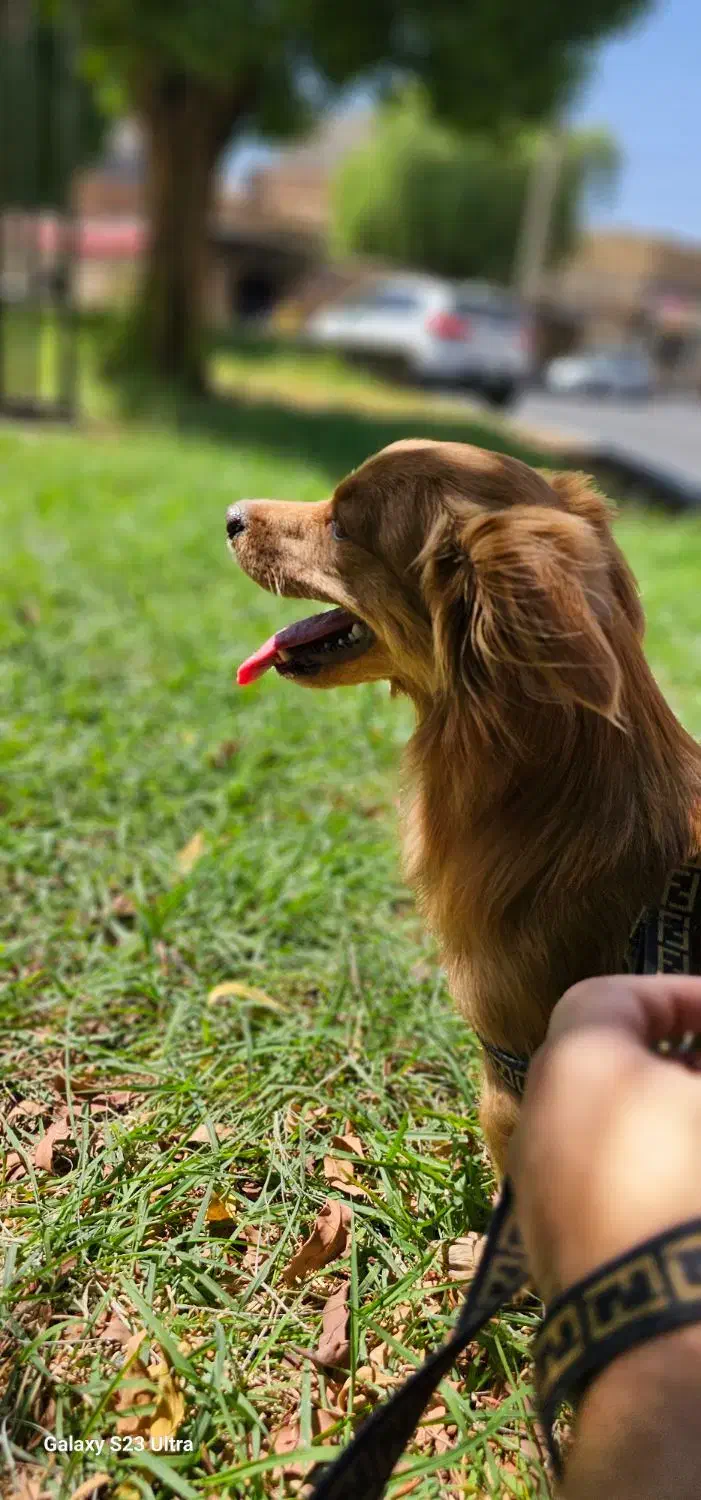 اشپیتز نر جهت جفتگیری|سگ|دزفول, |دیوار