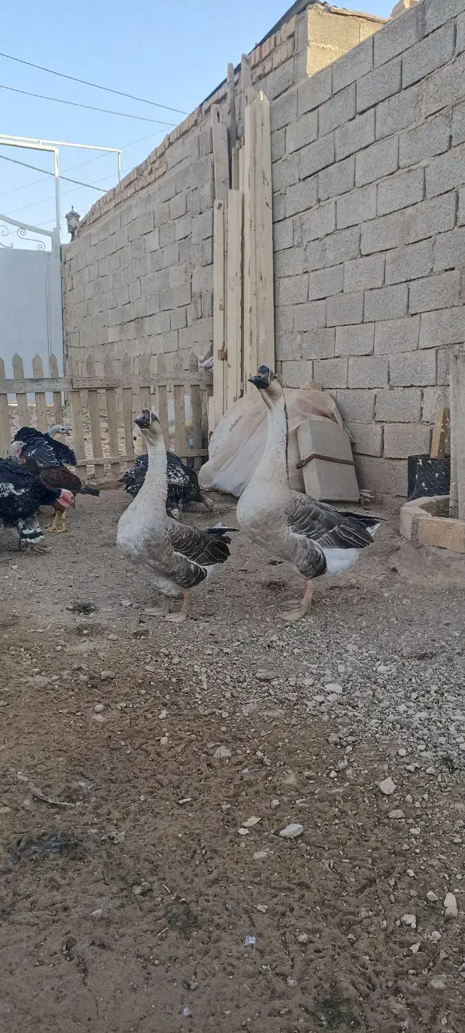 جوجه قوغاز اصیل اوکراینی|حیوانات مزرعه|قزوین, |دیوار