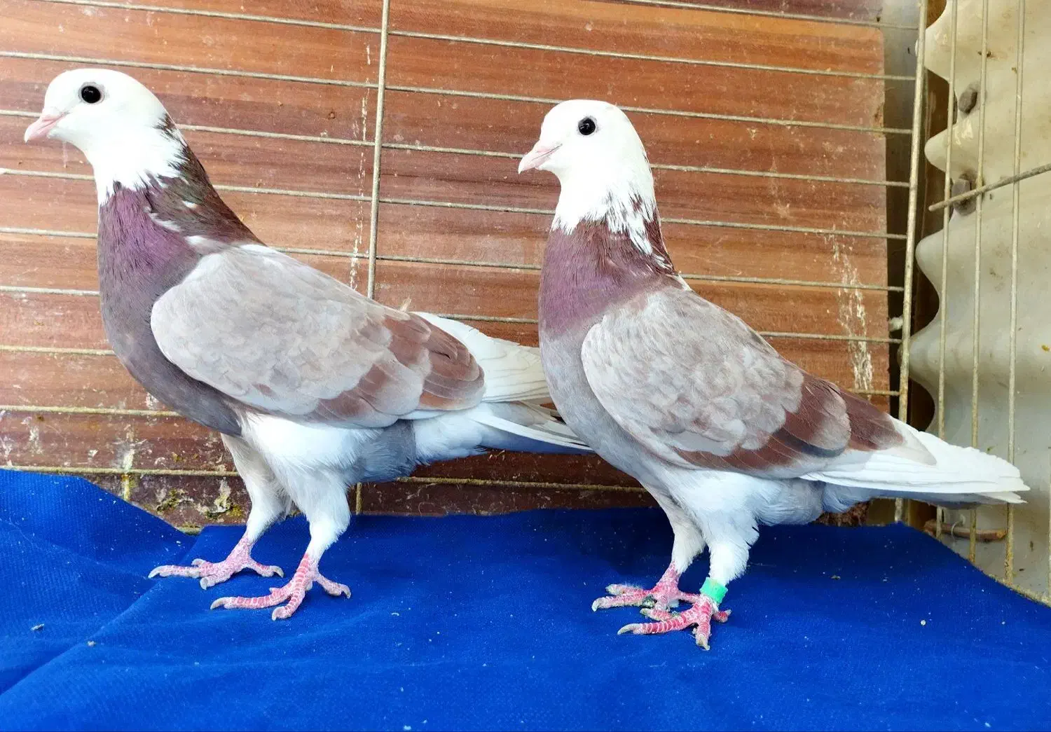 ده جفت کفتر آس|پرنده|تهران, نیروی هوایی (پیروزی)|دیوار