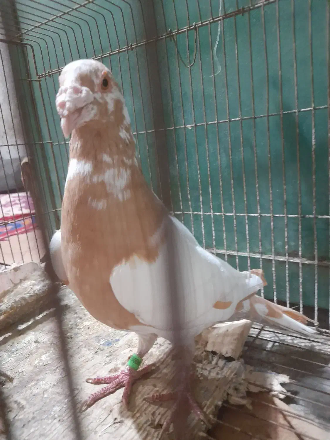 کبوتر نر کارل نیومنز|پرنده|برازجان, |دیوار