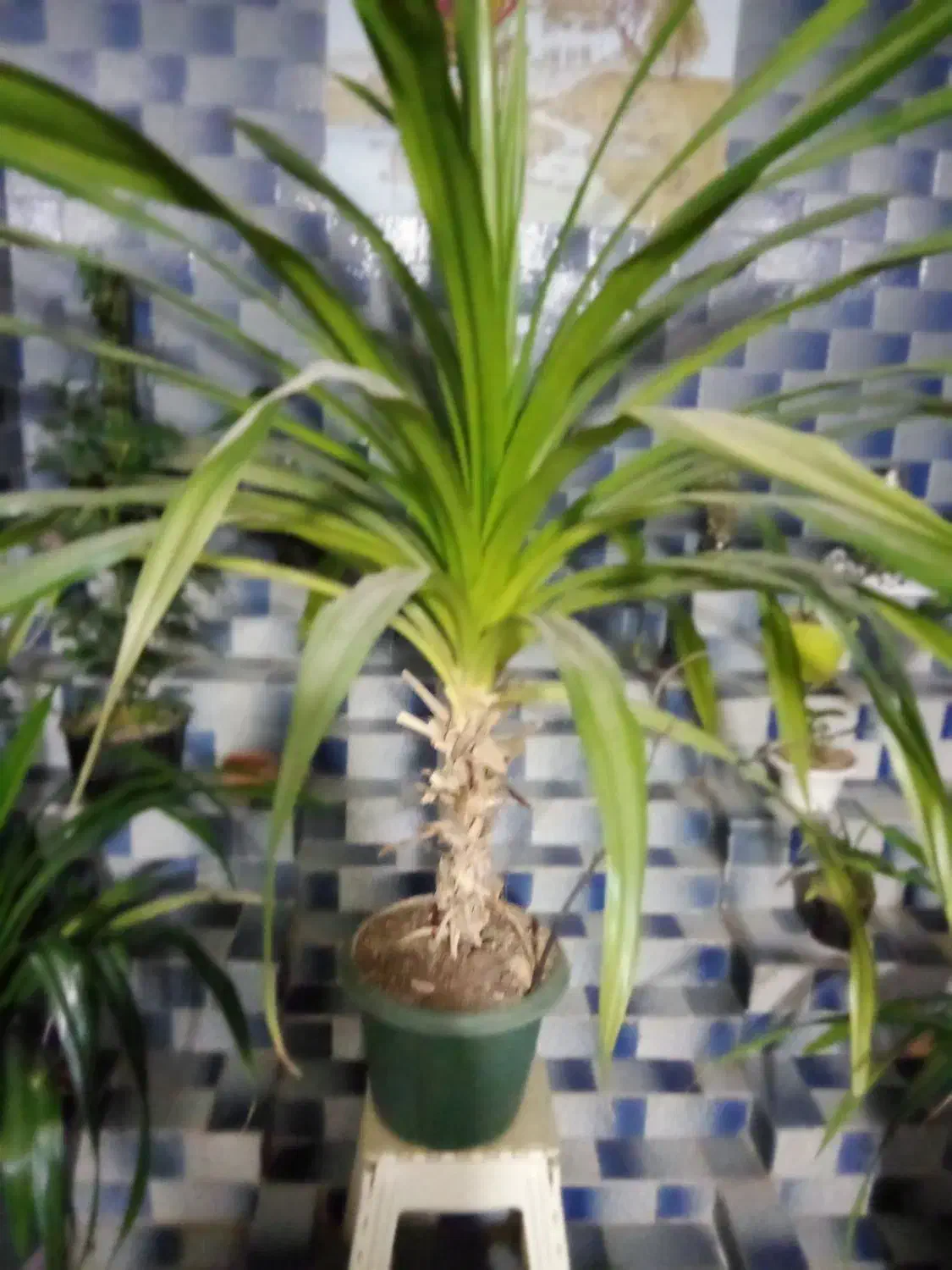 گل پاندانوس بزرگ و شاداب|گل و گیاه طبیعی|خرمآباد, |دیوار