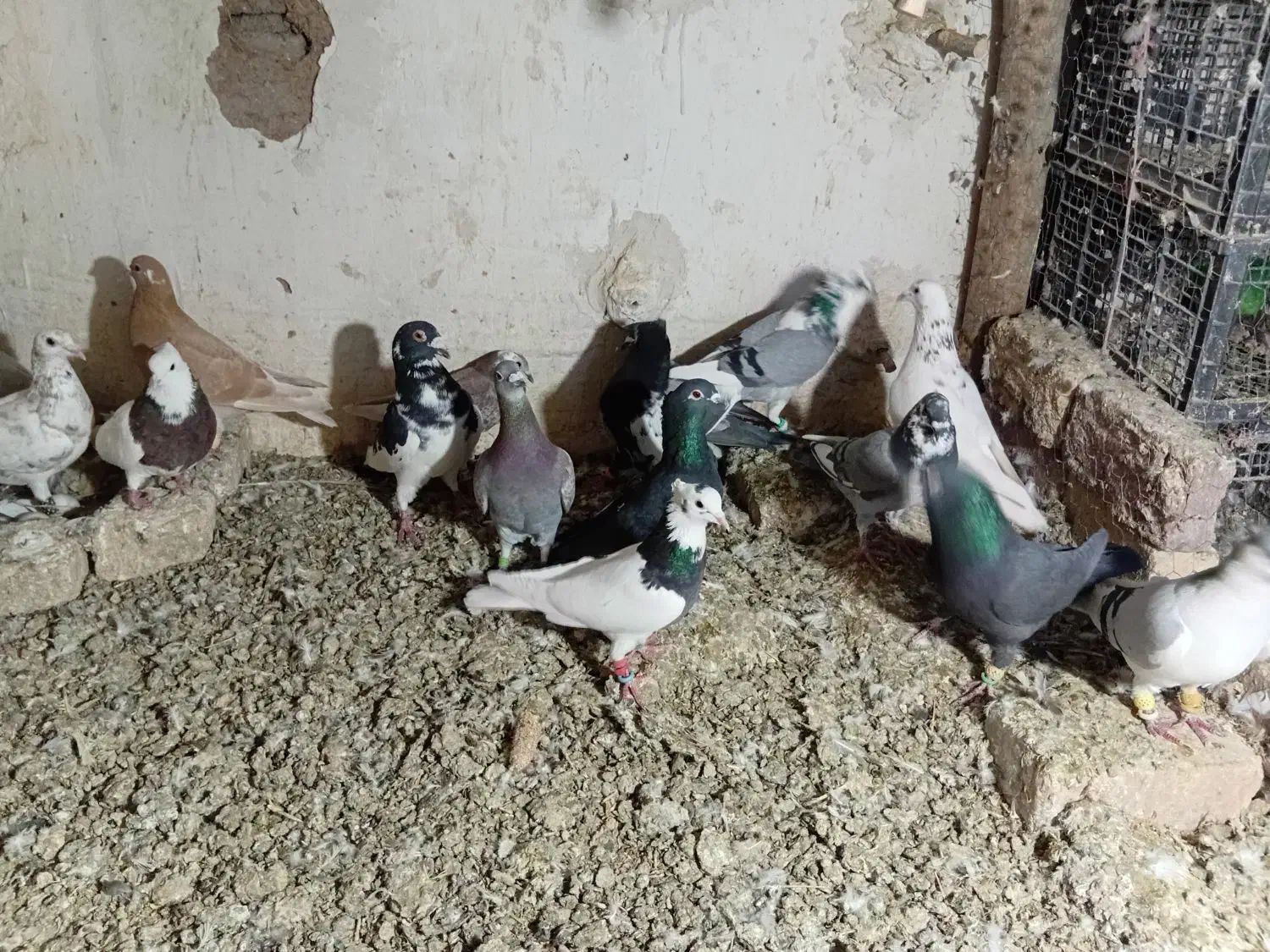 کفتر پرشی|پرنده|اسفرورین, |دیوار