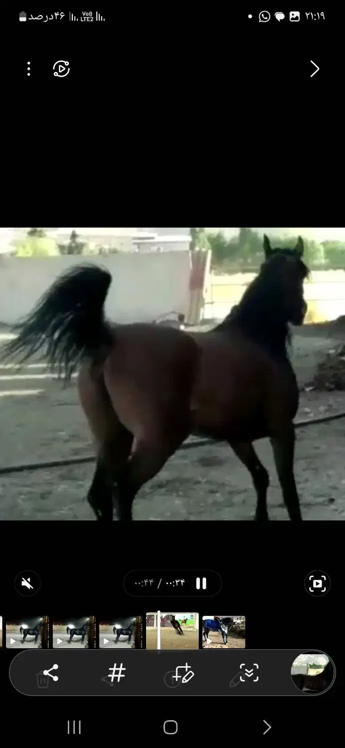 فروش مادیان بادوکره عرب|اسب و تجهیزات اسبسواری|برازجان, |دیوار