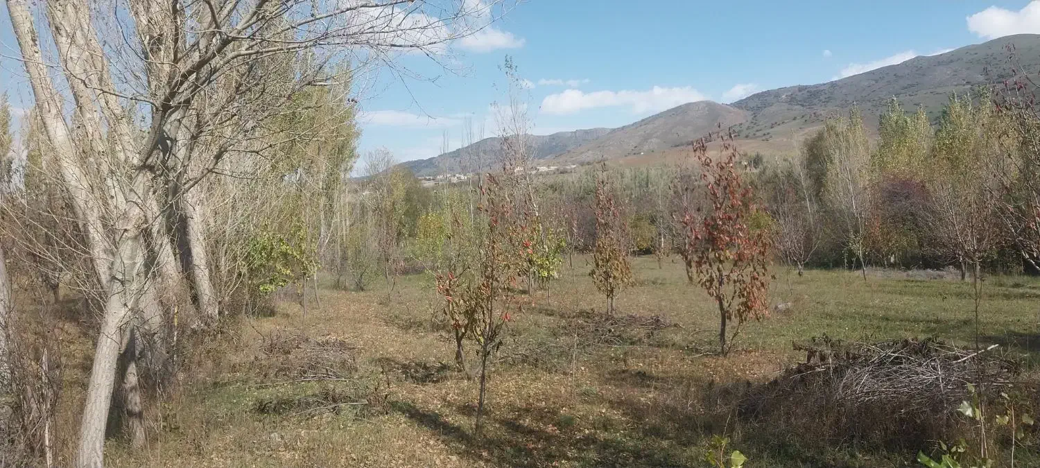 فروش باغ گیلاس در روستای حور|فروش زمین و ملک کلنگی|ویلکیج, |دیوار