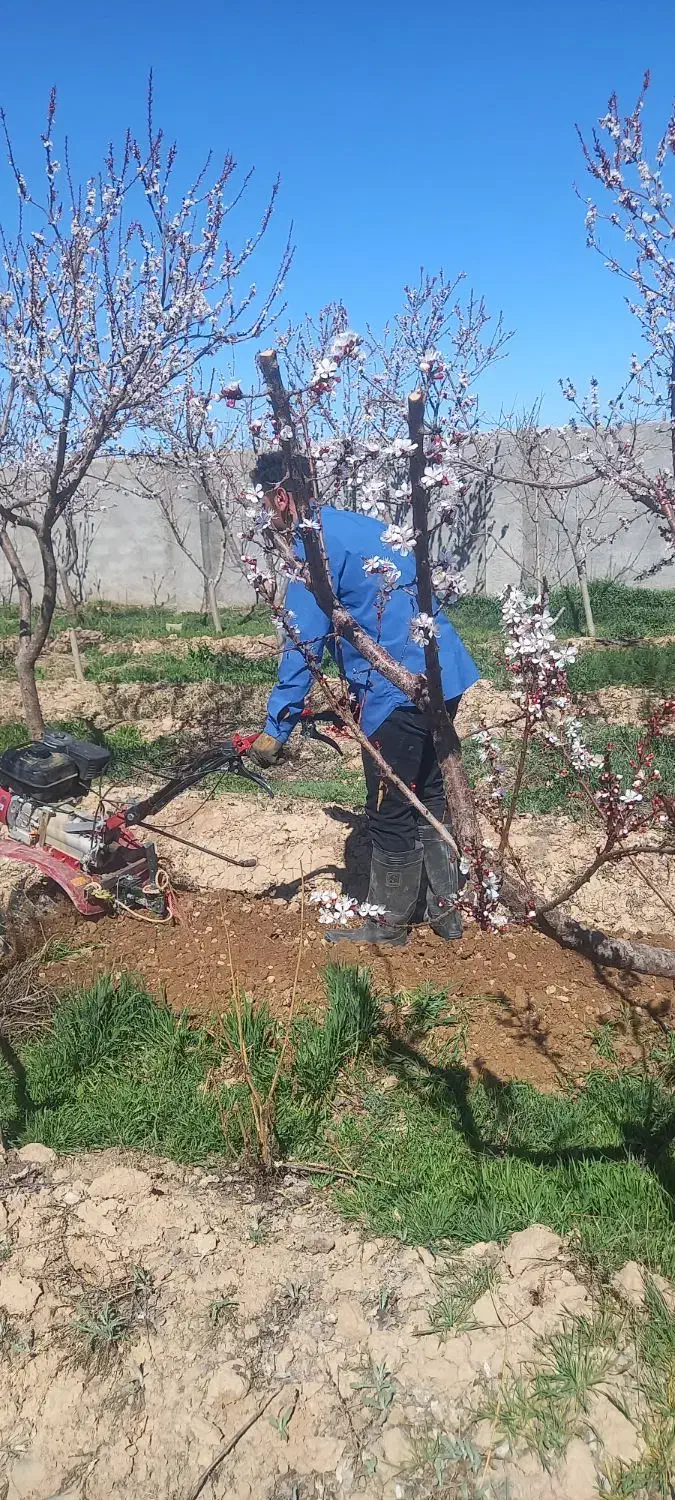 باغبانی گلکاری صفرتاصدهرس درختان کوددهی تیلرزنی|خدمات باغبانی و درختکاری|مشهد, سجاد شهر|دیوار