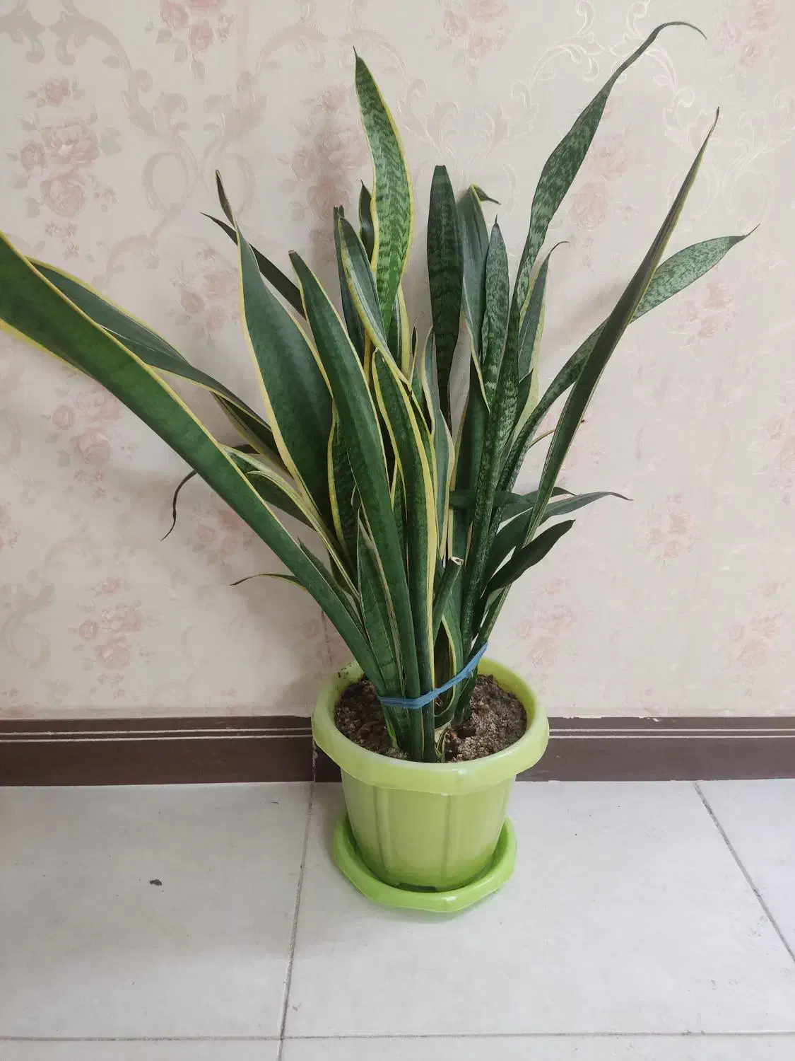 سانسیوریا ابلق|گل و گیاه طبیعی|قرچک, میرزائی جنوبی|دیوار