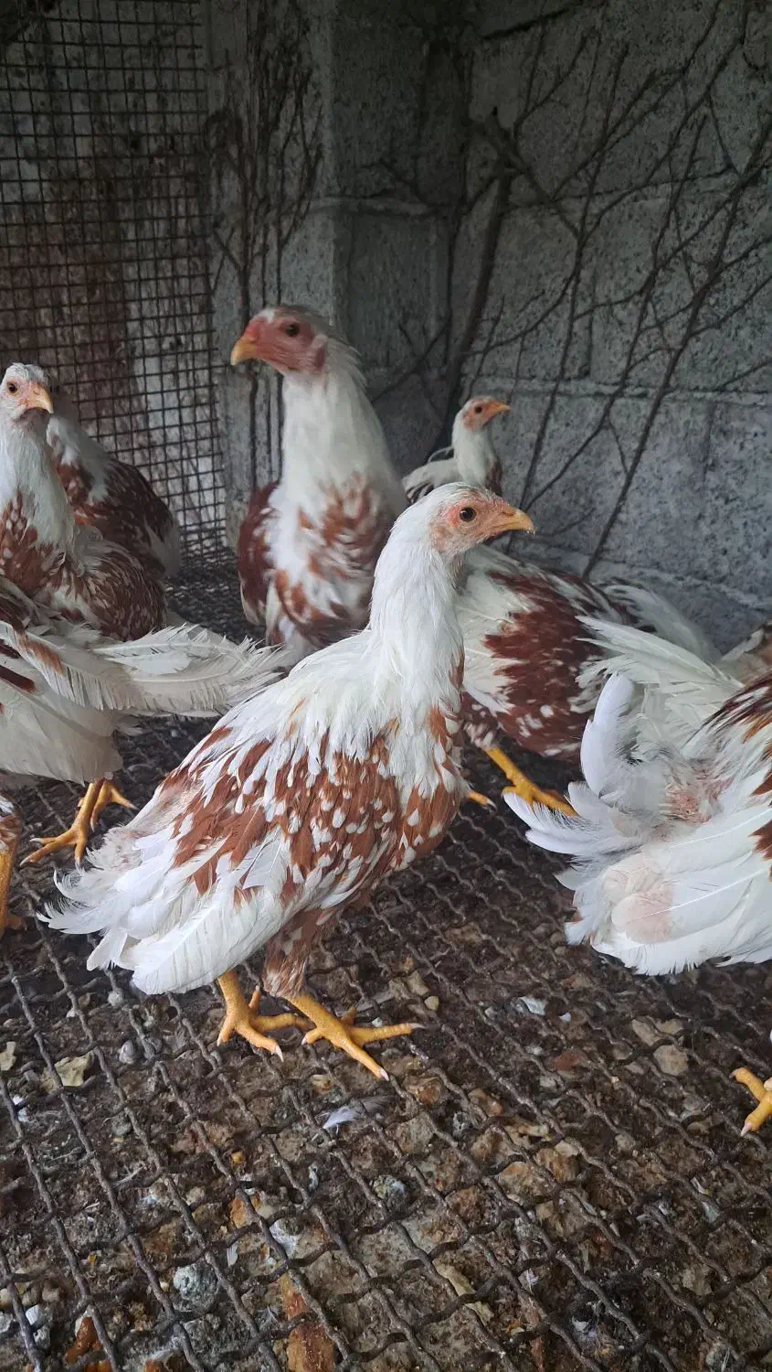 فروش یوکوهاما|حیوانات مزرعه|رامسر, |دیوار