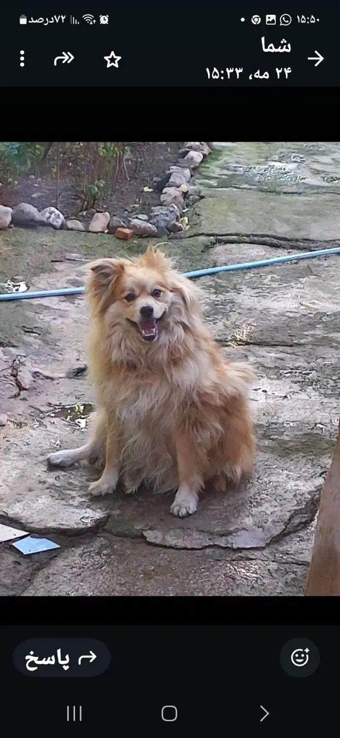 دوقلاده سگ|سگ|خلخال, |دیوار