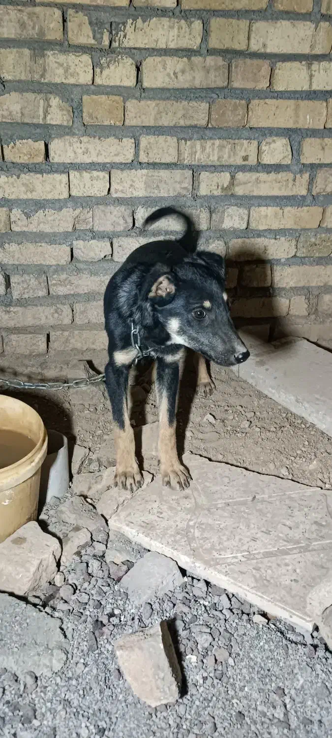 توله سگ ژرمن|سگ|کرمانشاه, |دیوار