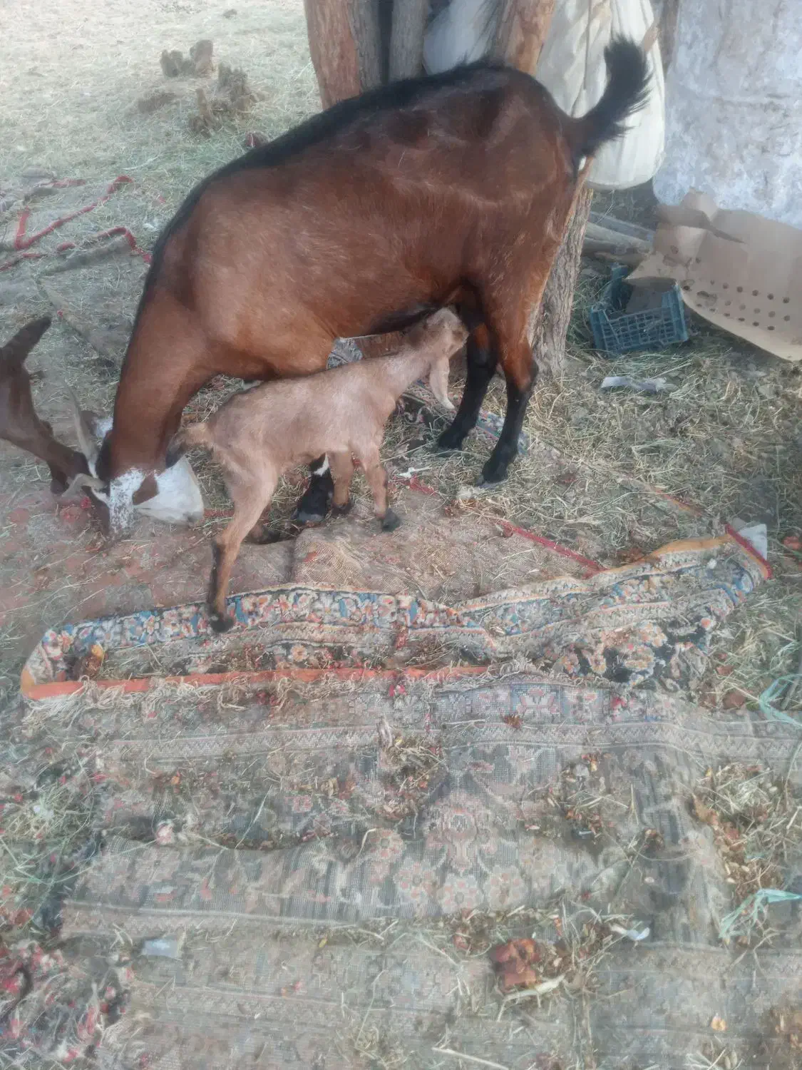 بزکهره فروشی         شهر بلوک|حیوانات مزرعه|بلوک, |دیوار