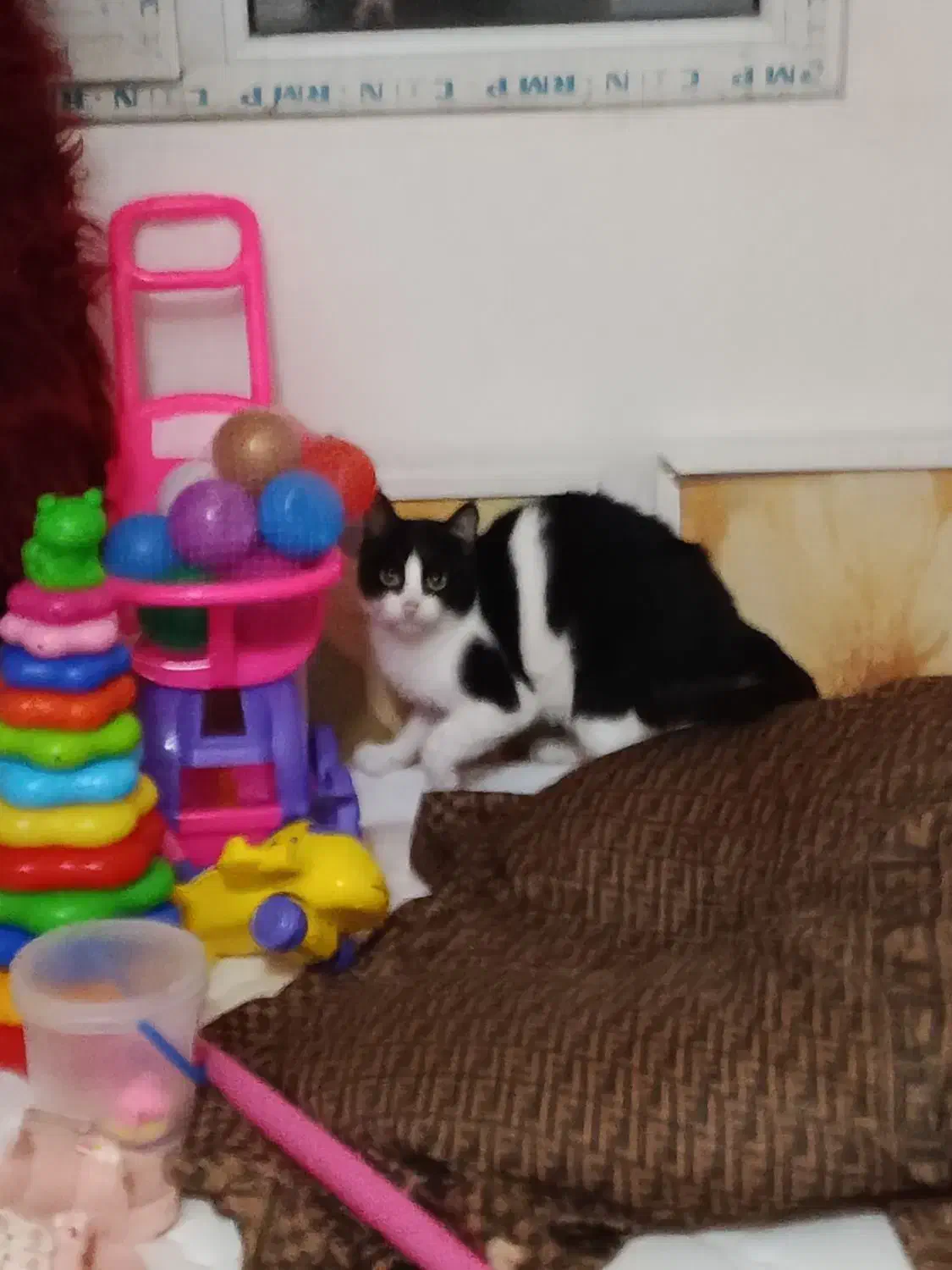 گربه ماده|گربه|رشت, کوی حسینی|دیوار