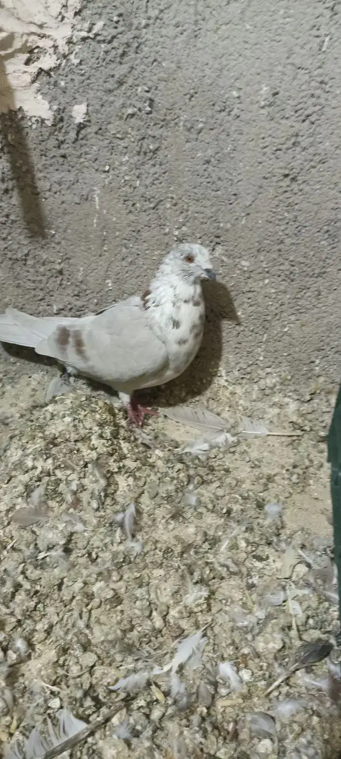 5تا گرفتی|پرنده|نیشابور, مازول|دیوار