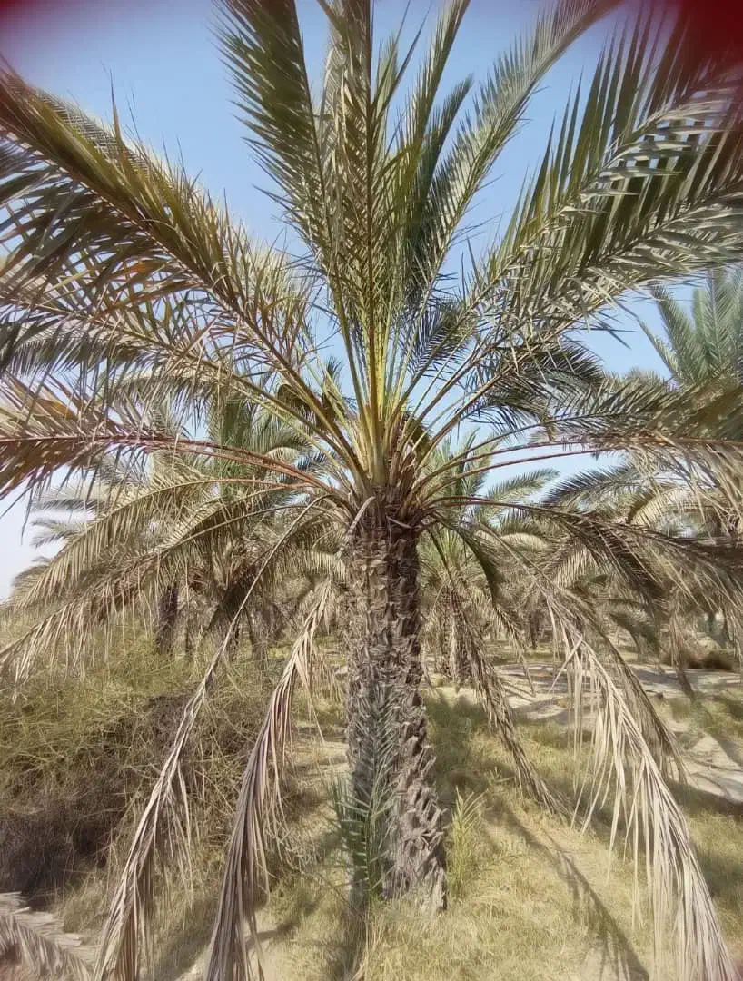 انواع نخل ونهال مرکبات|خدمات باغبانی و درختکاری|یزد, |دیوار