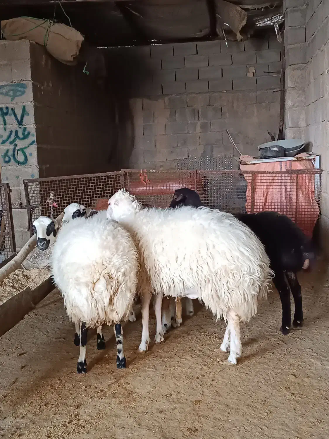 گوسفند میش بره|حیوانات مزرعه|ملکشاهی, |دیوار