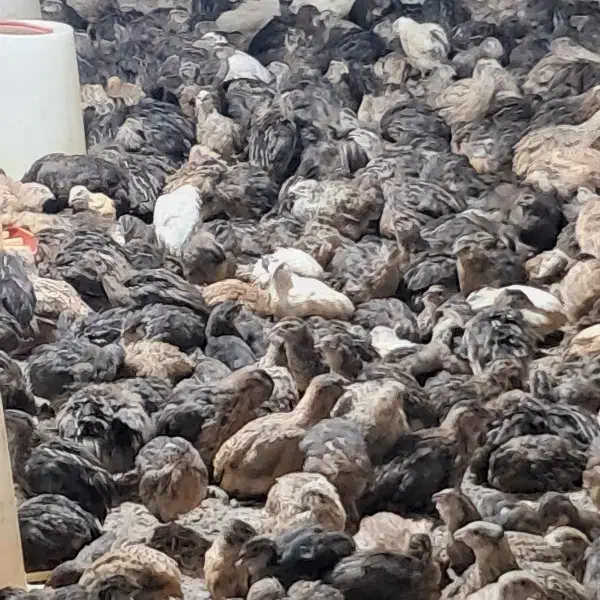 کود بلدرچین|گل و گیاه طبیعی|رشت, حمیدیان|دیوار