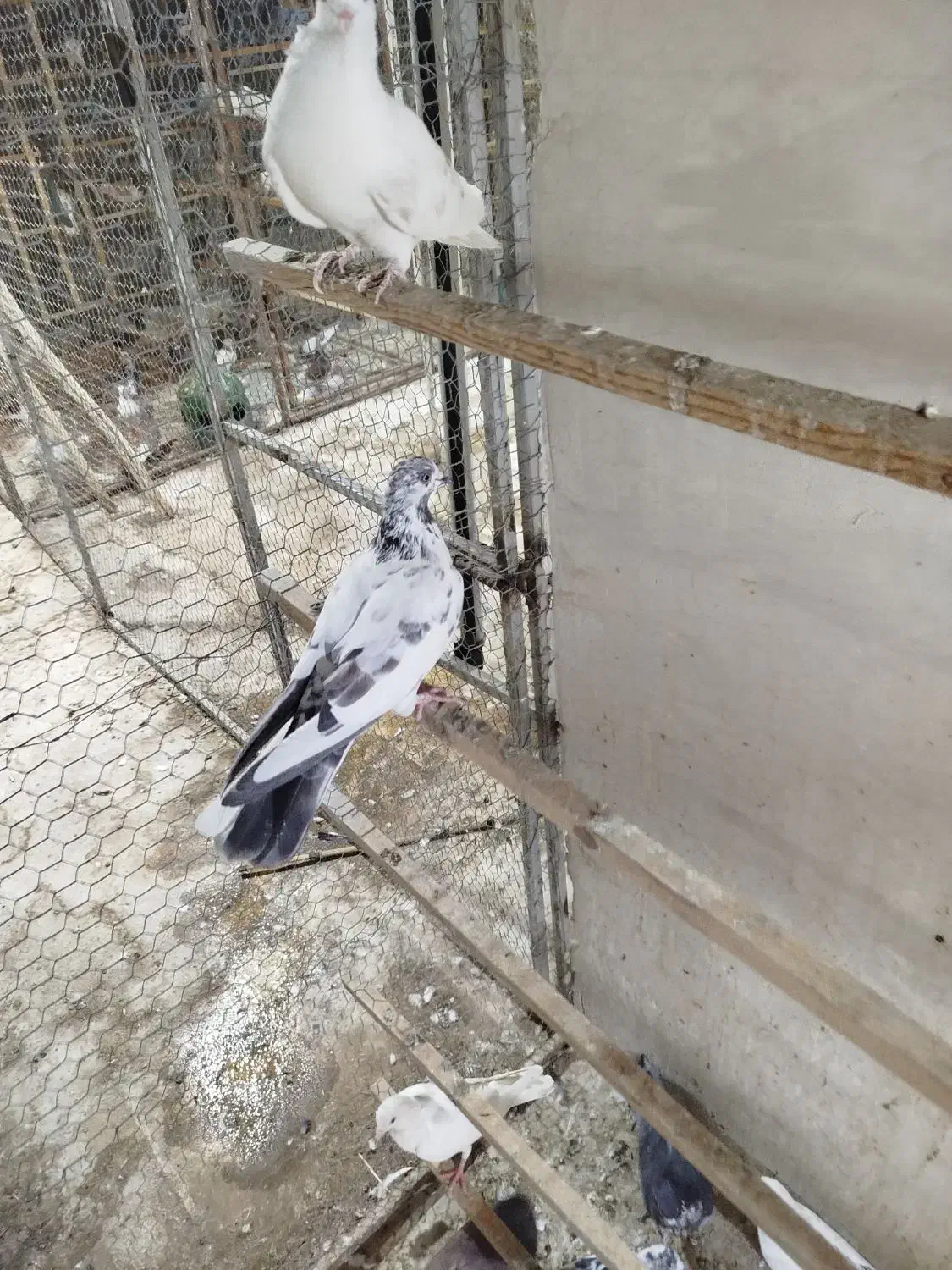 سلام تعدادی مایه کفتر درجه یک|پرنده|سپیدان, |دیوار