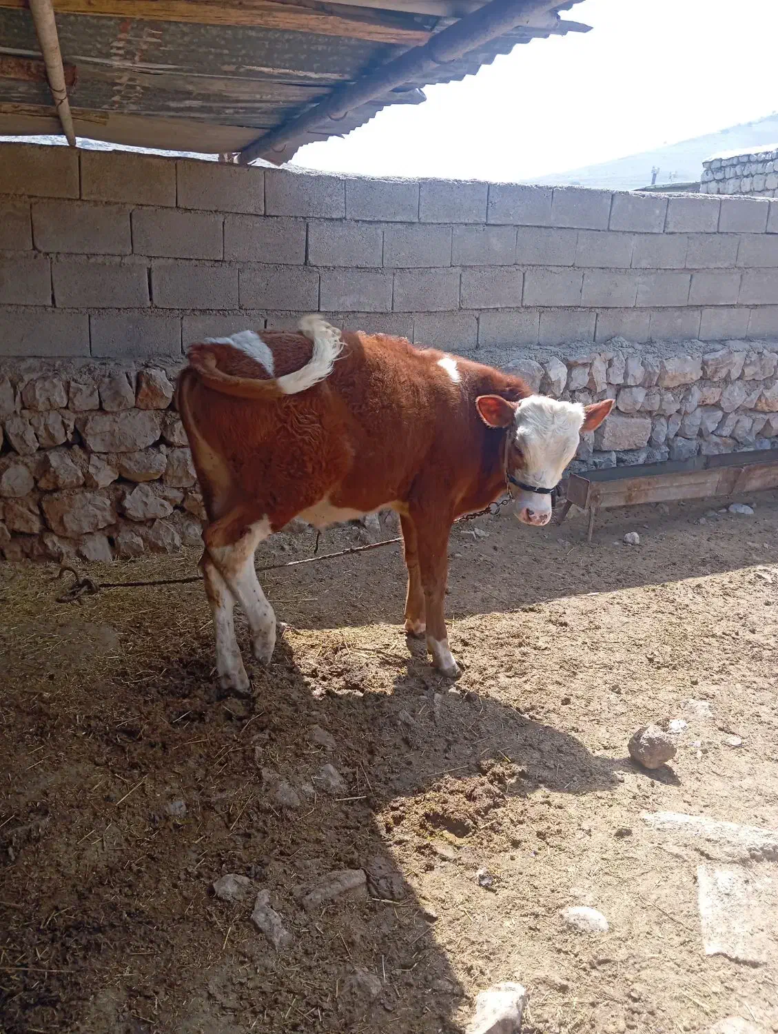 170|حیوانات مزرعه|ایذه, |دیوار