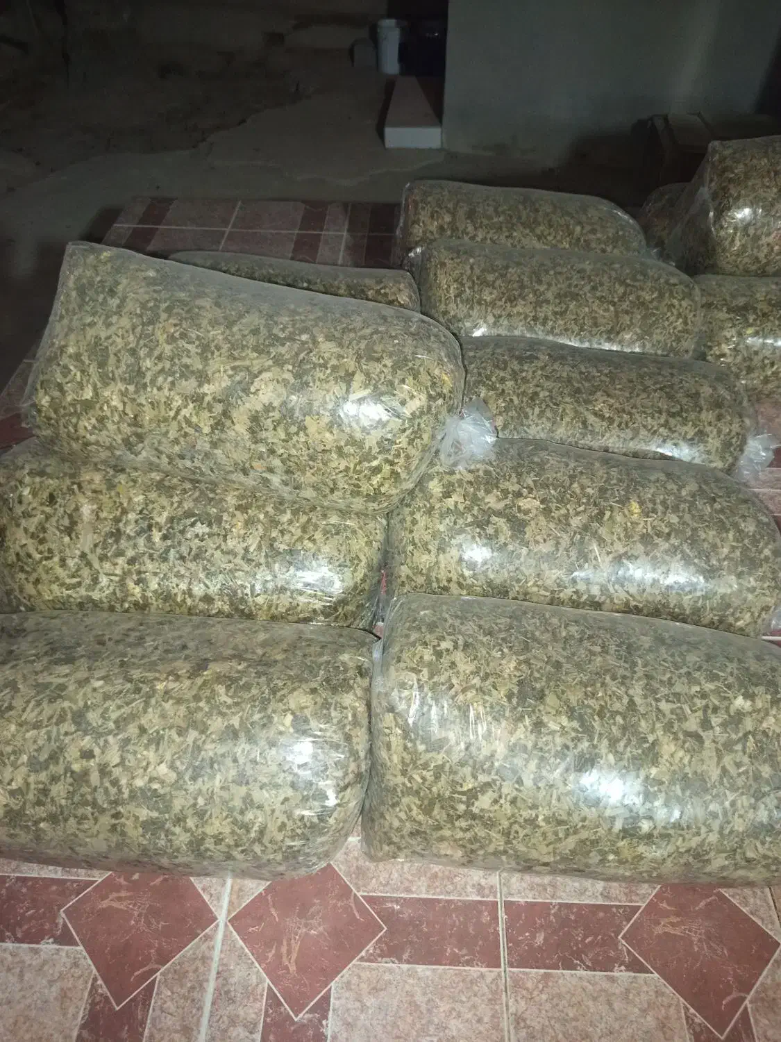 فروش ذرت علوفه ای برادام|حیوانات مزرعه|شبانکاره, |دیوار