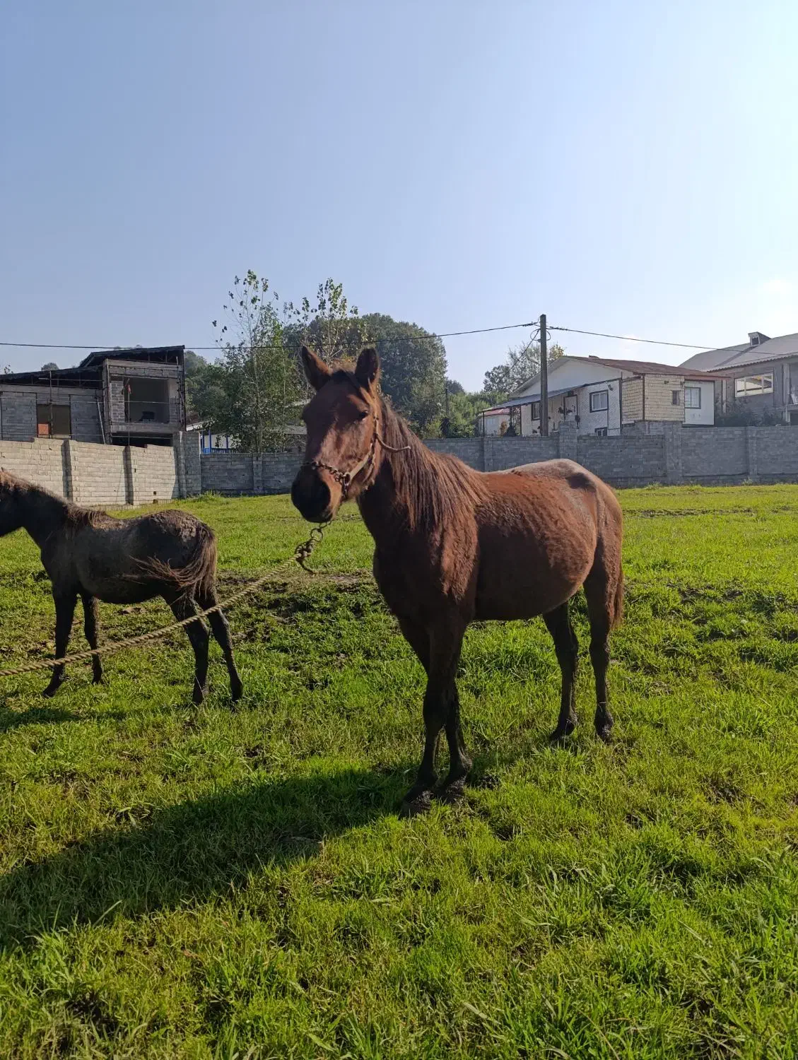 مادیان با کره نریان|اسب و تجهیزات اسبسواری|لاهیجان, آهندان|دیوار