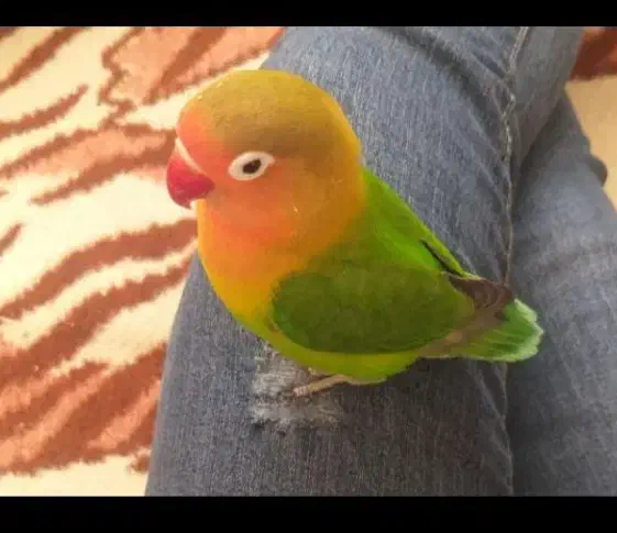 طوطی کوتوله برزیلی فول فول اهلی و دستی|پرنده|تبریز, |دیوار