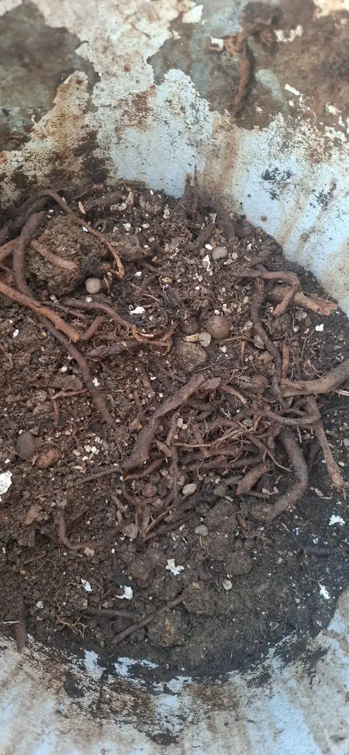 متخصص گل گیاه آپارتمانی زینتی|خدمات باغبانی و درختکاری|قم, نیروگاه|دیوار